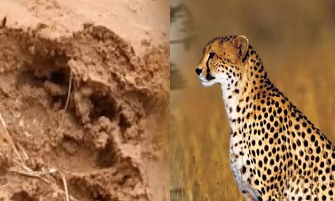 மர்ம விலங்கு கால் தடம் பதிந்துள்ளத்தால் சிறுத்தை நடமாட்டமா? பொதுமக்கள் பீதி