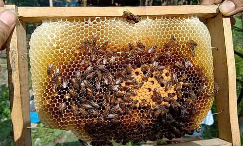 தேனீ வளர்ப்பு குறித்து பயிற்சி