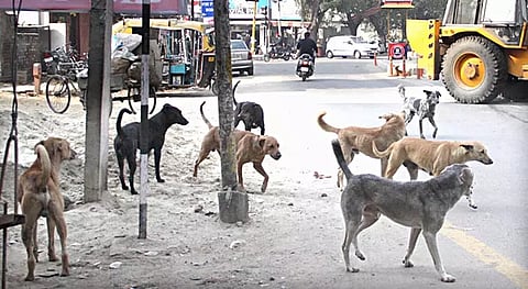 துரத்திச்சென்று கடிக்கும் வெறி நாய்கள்