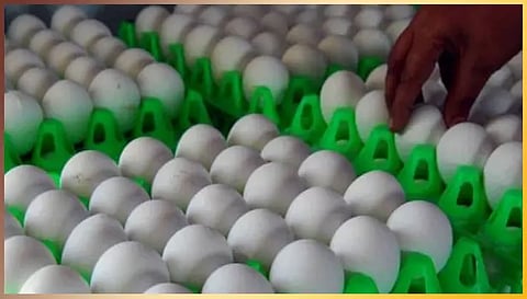 நாமக்கல்லில் முட்டை விலை மேலும் 5 காசு உயர்வு