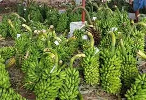 வாழைத்தார்கள் விலை உயர்வு