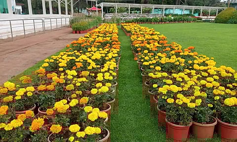 2-வது சீசனுக்கு தயாராகும் ஊட்டி: தாவரவியல் பூங்காவில் 15 ஆயிரம் வண்ண மலர்கள் பூத்து குலுங்குகிறது