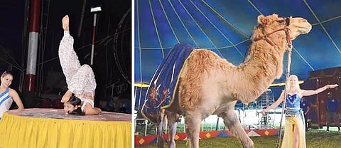 கிரேட் இந்தியன் சர்க்கஸ் கலைஞர்கள் சாகச நிகழ்ச்சி