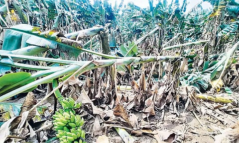 கனமழையால் முறிந்து சேதமடைந்த வாழைமரங்கள்.