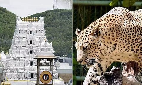 திருப்பதி மலைப்பாதையில் மீண்டும் சிறுத்தை நடமாட்டம்