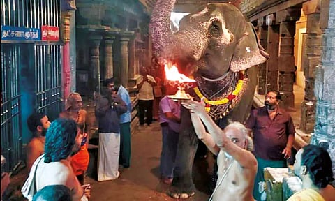 சதுர்த்தி விழாவையொட்டி திருநள்ளாறு சனீஸ்வரர் கோவில் யானைக்கு கஜபூஜை