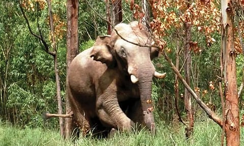 தினமும் 14 கிலோ மீட்டர் உலா வரும் அரிசி கொம்பன் யானை