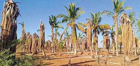 கருகிய தென்னை மரங்களை படத்தில் காணலாம்.