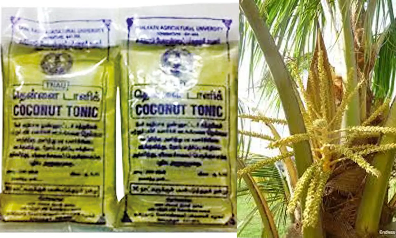 தென்னைக்கு பலம் தரும் வேர் டானிக்