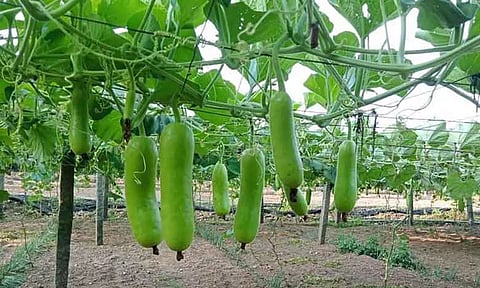 அதிக மகசூல் தரும் பந்தல் சுரைக்காய் சாகுபடி