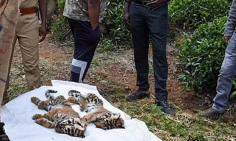 நீலகிரி வனத்தில் 4 புலிக்குட்டிகள் மரணம்: இனி ஆண்டுக்கு ஒருமுறை புலிகள் கணக்கெடுப்பு நடத்தப்படும்