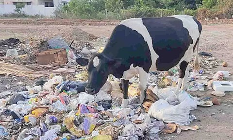 பிளாஸ்டிக் கழிவுகளை உண்ணும் மாடு.