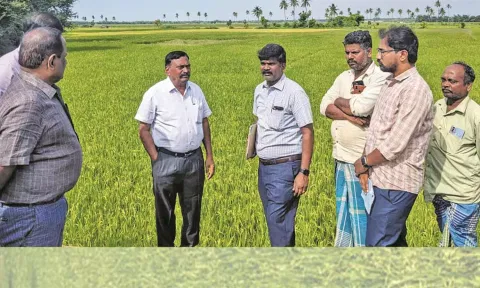 குறுவை வயல்களில் நீர்வளத்துறை திருச்சி மண்டல தலைமை பொறியாளர் சுப்பிரமணியன் ஆய்வு செய்தார்.