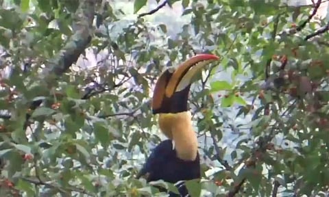 குன்னூரில் இருவாச்சி பறவைகள் குவிகின்றன