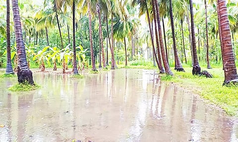 கன மழையால் நிலத்தில் தேங்கிய மழைநீர்