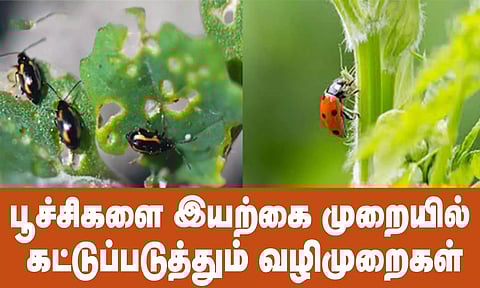 பூச்சிகளை இயற்கை முறையில் கட்டுப்படுத்தும் வழிமுறைகள்