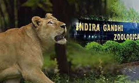 விசாகப்பட்டினம் உயிரியல் பூங்காவில் பெண் சிங்கம் திடீர் மரணம்