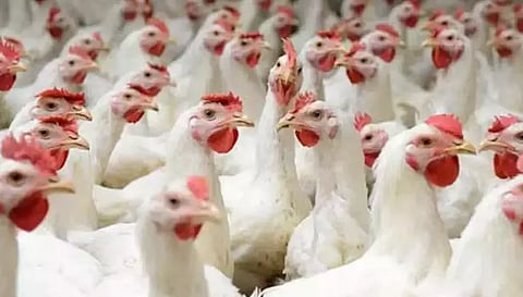 புரட்டாசி விரதம் எதிரொலிகறிக்கோழி விலை 9 ரூபாய் சரிவு