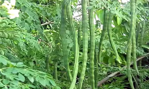 கோப்பு படம்.