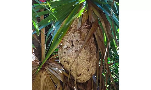 அழிக்கப்பட்ட விஷவண்டு கூடு.