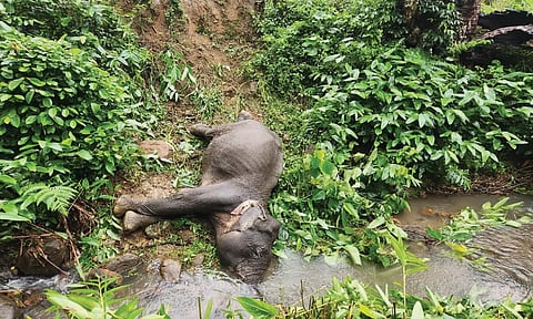 பூதப்பாண்டி அருகே தனியார் தோட்டத்தில் இறந்து கிடந்த பெண் யானை