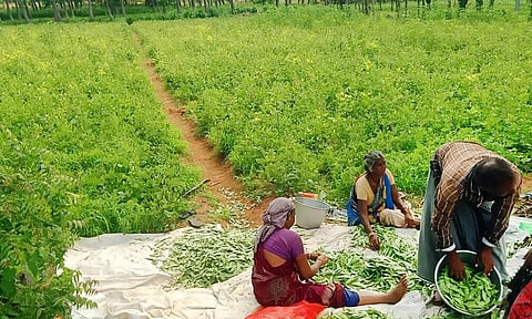 அவரைக்காய்களை தரம் பிரிக்கும் பணியில் ஈடுபட்டுள்ள தொழிலாளர்கள்.