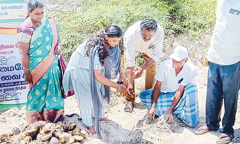 வேளாங்கண்ணி கடற்கரையில் பனை விதைகளை விதைக்கும் பணி நடந்தது.