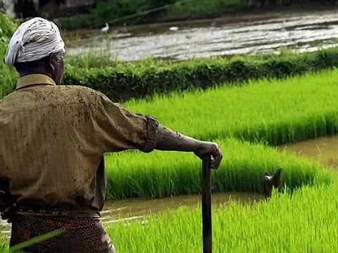 பயிர் காப்பீடு செய்ய விவசாயிகளுக்கு அழைப்பு