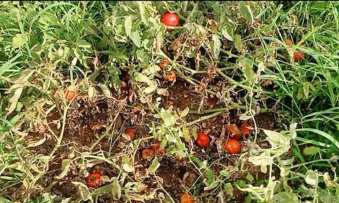 செடியிலேயே பறிக்காமல் விடப்பட்ட தக்காளி.