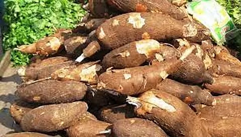 மரவள்ளிக்கிழங்கு விலை உயர்வு