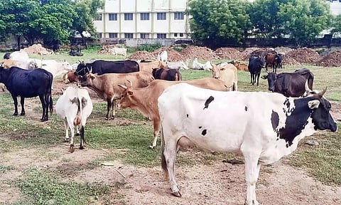 சாலையில் சுற்றித்திரிந்த மாடுகள் பிடித்து அடைப்பு