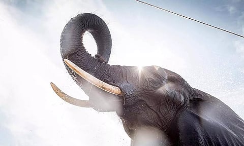 வன உயிரியல் பூங்காவில் பாகனை கொன்ற யானை