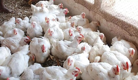 தீவன தட்டுப்பாடு-மூலப்பொருட்கள் விலை உயர்வால் நெருக்கடியை சந்திக்கும் பல்லடம் கறிக்கோழி உற்பத்தி தொழில்