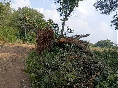 பழமையான ஆலமரத்தை வேருடன் அகற்றிய கும்பல்