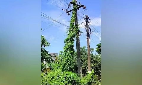 மின்கம்பியை சூழ்ந்துள்ள கொடிகளை அகற்ற வேண்டும்