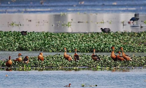 பள்ளிக்கரணை சதுப்பு நிலத்துக்கு அரிய வகை பறவைகள் வருகை