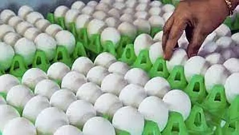 நாமக்கல் மண்டலத்தில் முட்டை விலை ரூ.510 காசுகளாக நிர்ணயம்