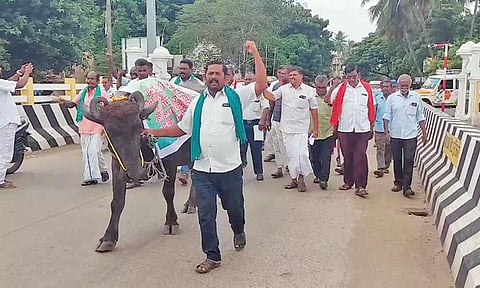 காரைக்காலில் எருமை மாட்டிடம் மனு கொடுத்து நூதன போராட்டம் நடத்திய காட்சி.