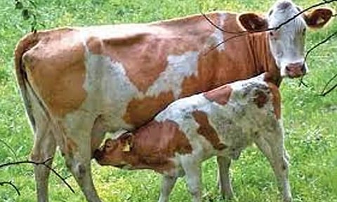 கோப்புபடம். 