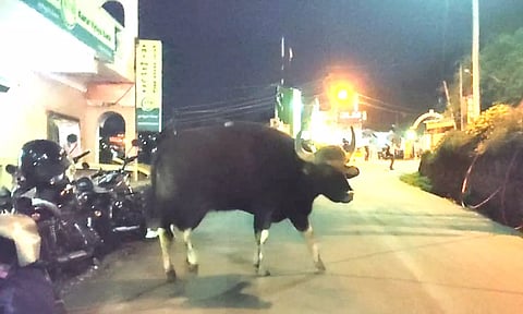 குன்னூர் குடியிருப்பு பகுதியில் வனவிலங்குகள் உலா