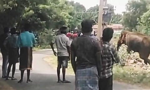 பு.புளியம்பட்டி அருகே கிராமத்தில் புகுந்து 2 ஆயிரம் வாழை மரங்களை சேதப்படுத்திய காட்டு யானை