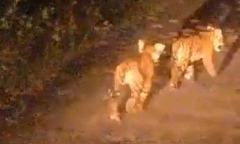 வனப்பகுதியில் உள்ள சாலையில் ஜாலியாக செல்லும் புலிக்குட்டிகளை காணலாம்.