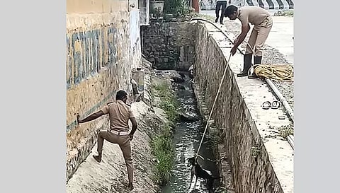 திருச்செங்கோட்டில் சாக்கடையில் விழுந்த நாய் மீட்பு