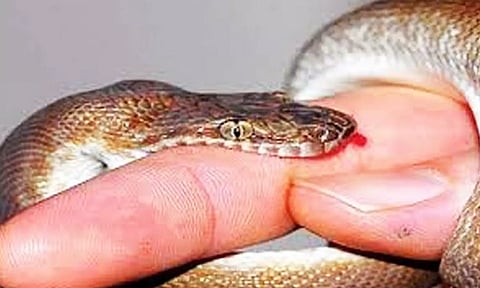 திருெவண்ணைநல்லூர் அருகே பாம்பு கடித்து சிறுமி பலி