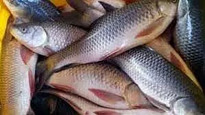 சங்கராபுரம் அருகே 1300 குடும்ப அட்டைகளுக்கு 2½ கிலோ மீன்கள்