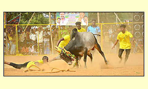 தன்னை அடக்க முயன்ற வீரரை பந்தாடிய காளை.
