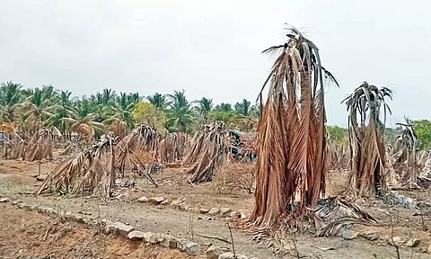 பட்டுப்போன தென்னை மரங்களின் காட்சி.