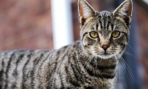 சென்னையில் பூனையை தாக்கும் புதிய வைரஸ் நோய்