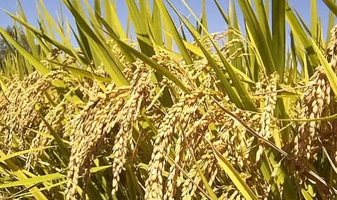 கருங்குளம் வட்டார விவசாயிகள் நவீன நெல் ரகம் பயிரிட்டு அதிக லாபம் அடையலாம் - வேளாண்மை அதிகாரி தகவல்