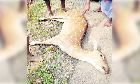 காயங்களுடன் இறந்து கிடந்த மான்.